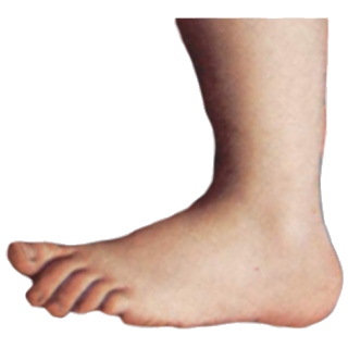 The foot
